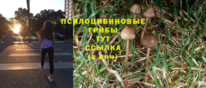 Псилоцибиновые грибы Psilocybe  где купить наркоту  Лиски 